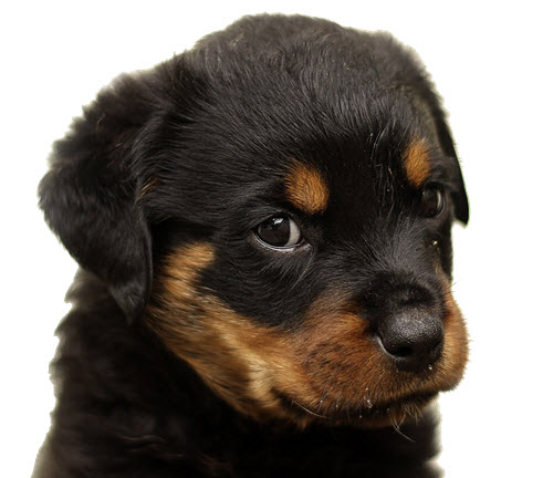 rottweiler valp