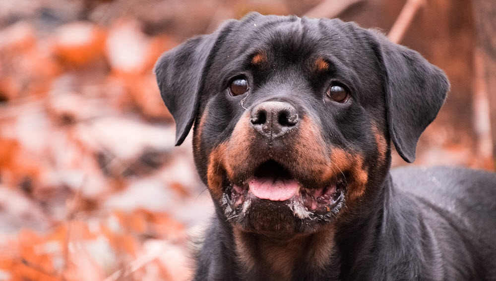 rottweiler